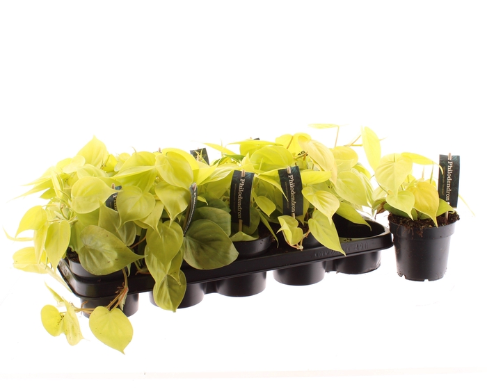 <h4>PHIL SCANDENS MICANS</h4>