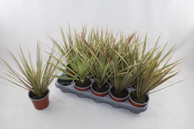 <h4>DRA MARG BICOLOR</h4>