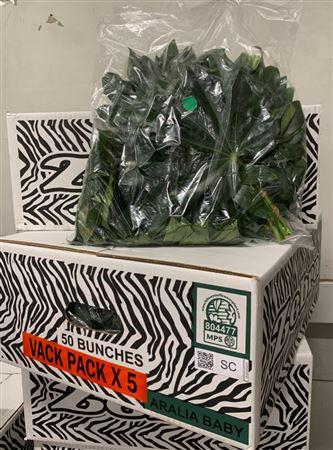 <h4>Aralia Baby V P X5</h4>