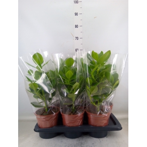 Clusia rosea 'Princess'