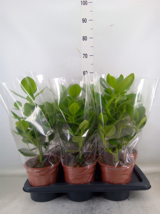<h4>Clusia rosea 'Princess'</h4>