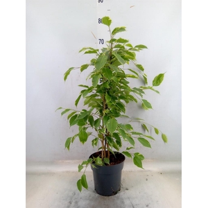 Ficus benja. 'Golden King'