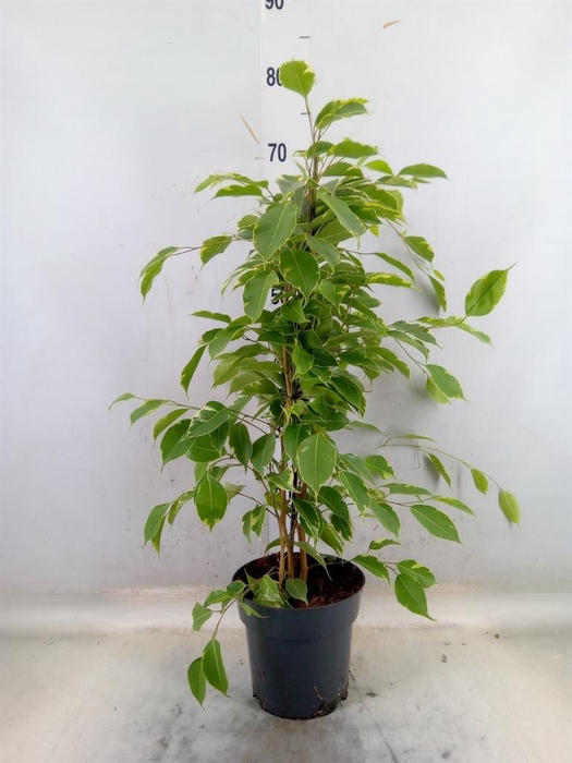 <h4>Ficus benja. 'Golden King'</h4>