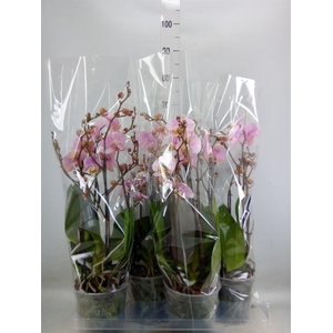 Phalaenopsis  'Marvellous lg Pink'