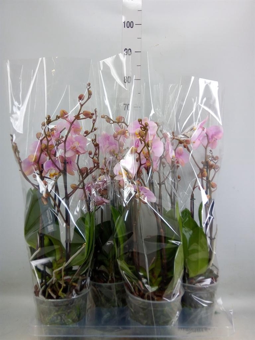 <h4>Phalaenopsis  'Marvellous lg Pink'</h4>