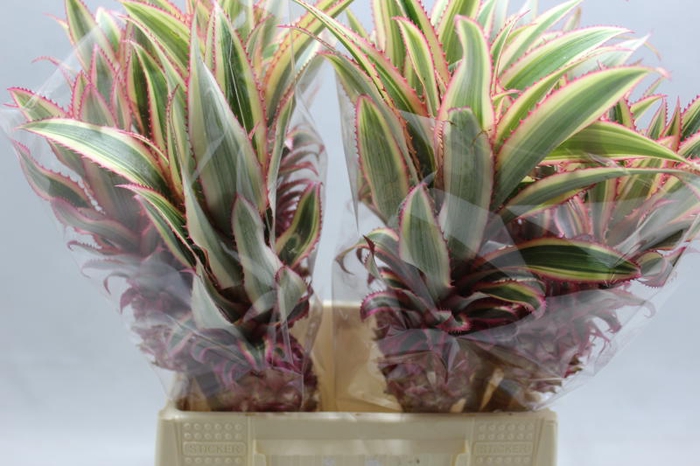 <h4>Ananas Medium</h4>