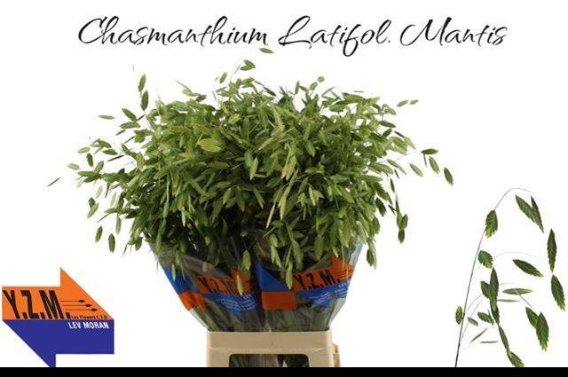 <h4>CHASM LATIFOL MANTIS</h4>