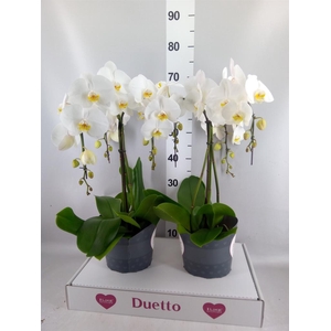 Phalaenopsis   ...white