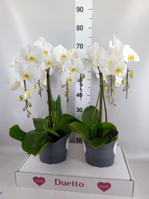 <h4>Phalaenopsis   ...white</h4>
