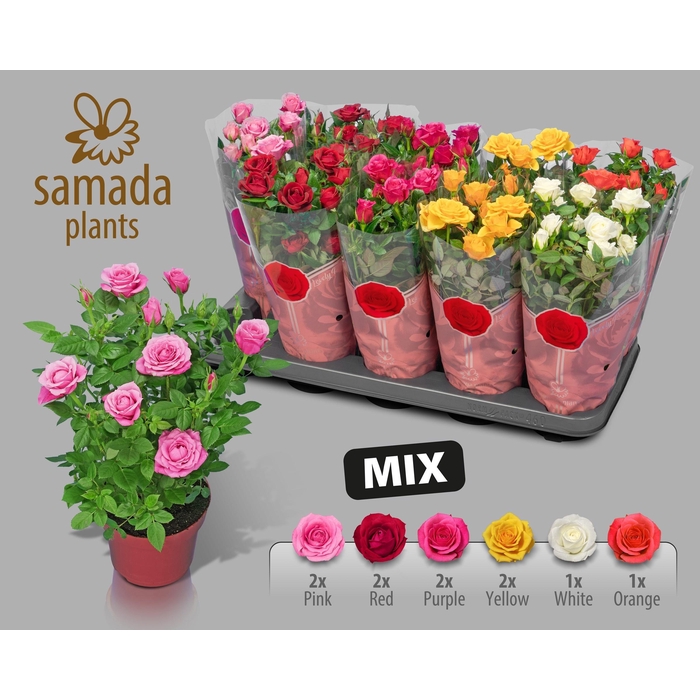 <h4>RO SAMADAPL GEM 6 SR</h4>