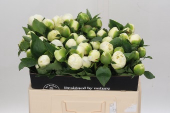 <h4>Paeonia Bridal Shower</h4>