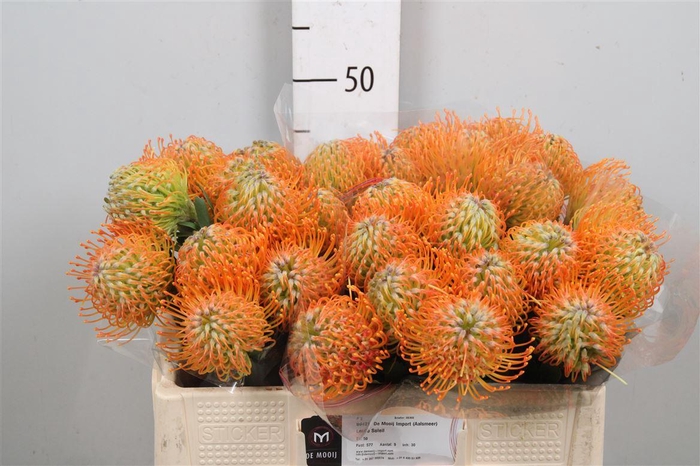 <h4>Leuco Soleil</h4>