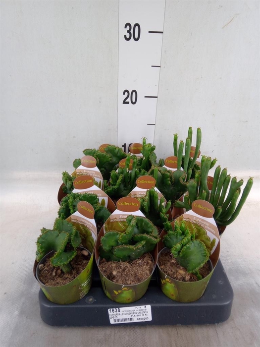 <h4>Euphorbia   ...</h4>