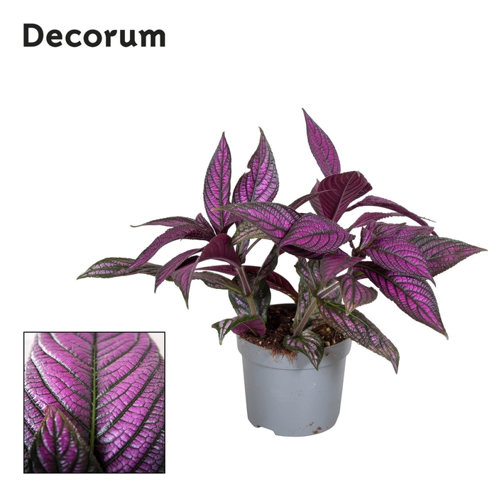 <h4>Strobilanthes dyeriana Decorum</h4>