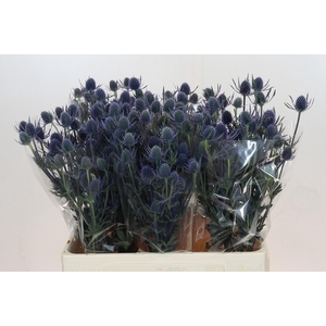 ERYN A BLUE DYNAMITE