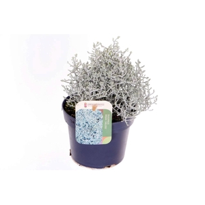 Leucophyta brownii Challenge