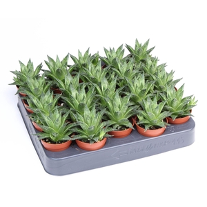 Haworthia   ...