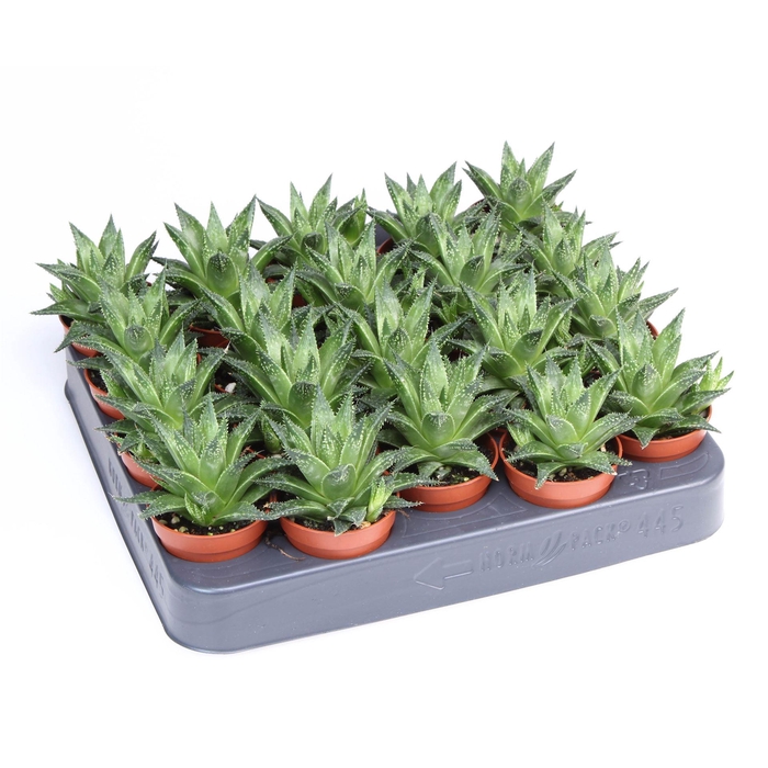 <h4>Haworthia   ...</h4>