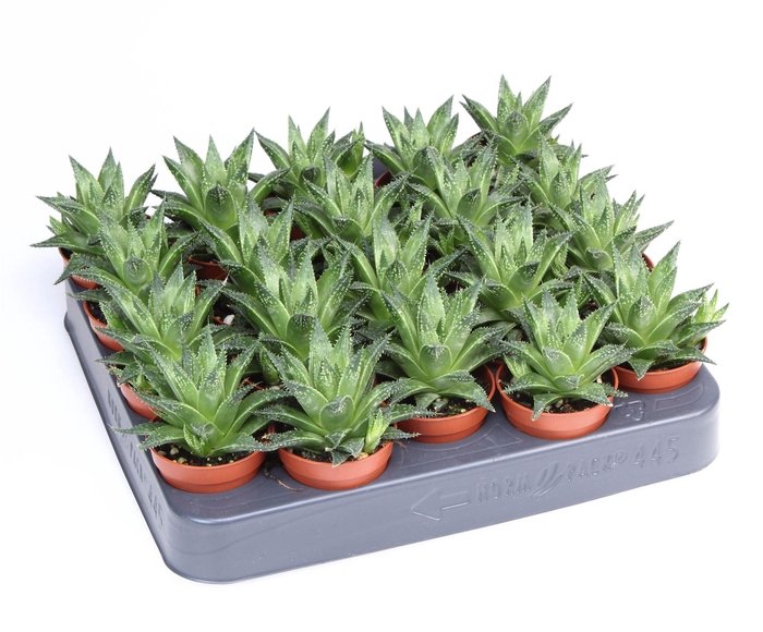 Haworthia   ...