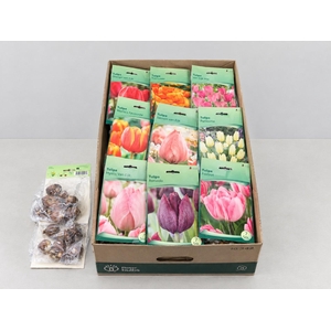 BLOEMBOL TULIPA