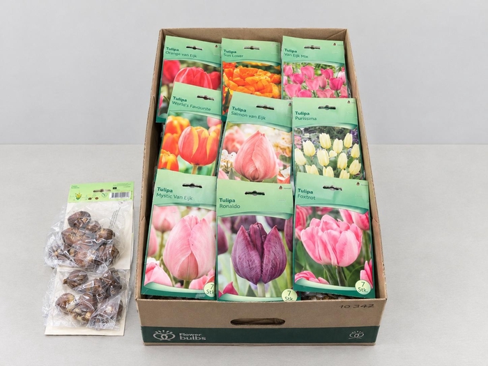 <h4>BLOEMBOL TULIPA</h4>