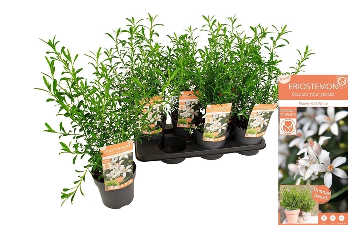 arr8 Eriostemon Myoporoid