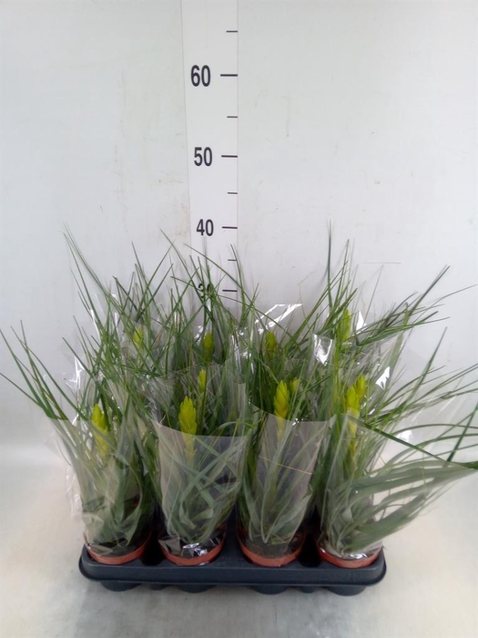 <h4>Tillandsia ionantha</h4>