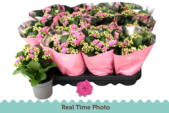 <h4>KAL GE NANDO PINK</h4>