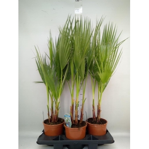 Washingtonia filifera
