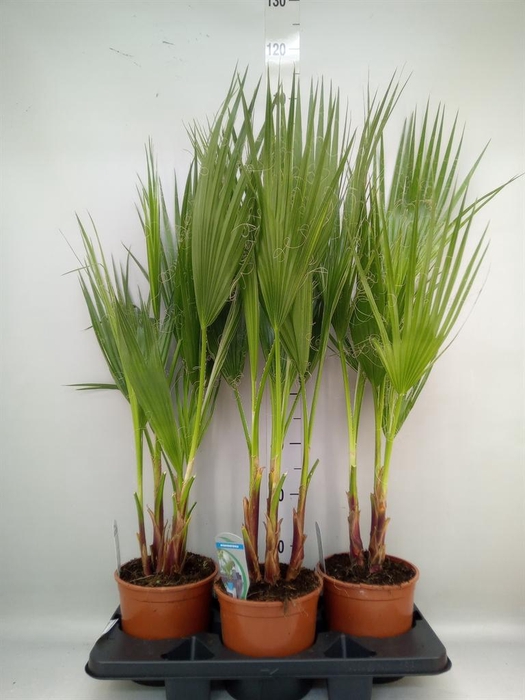 <h4>Washingtonia filifera</h4>
