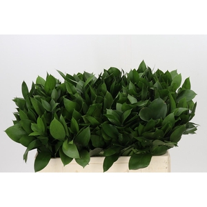 Ruscus Hypophyllum