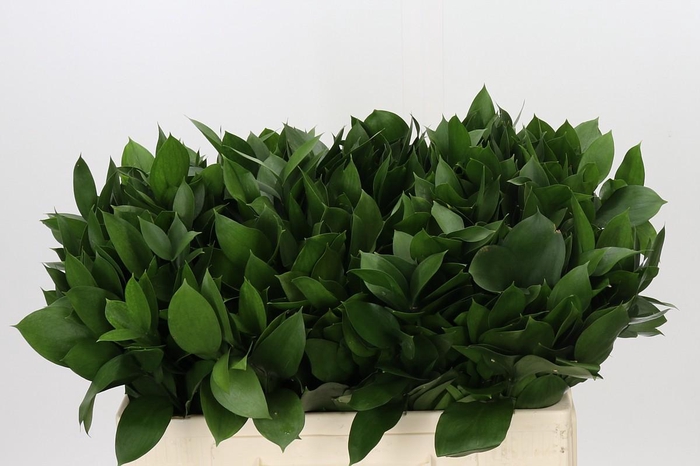 <h4>Ruscus Hypophyllum</h4>