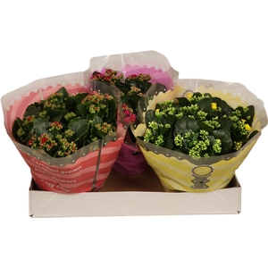 Kalanchoe Double Mix In Sv.coloursl