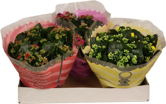 <h4>Kalanchoe Double Mix In Sv.coloursl</h4>