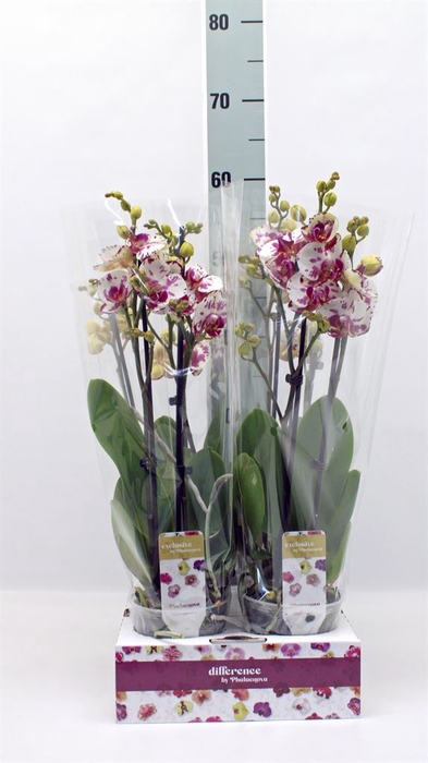 <h4>Phalaenopsis   ...</h4>