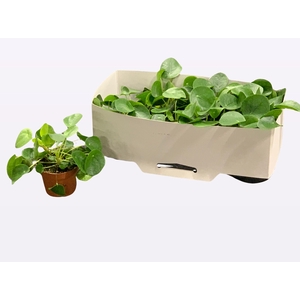 PILEA PEPEROMIOIDES