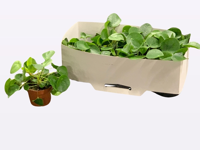 <h4>PILEA PEPEROMIOIDES</h4>