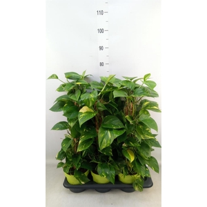 Epipremnum pinn.   ...moss stick