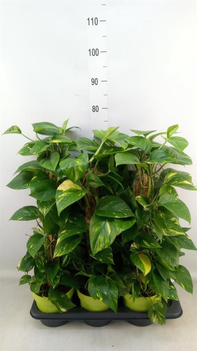 <h4>Epipremnum pinn.   ...moss stick</h4>