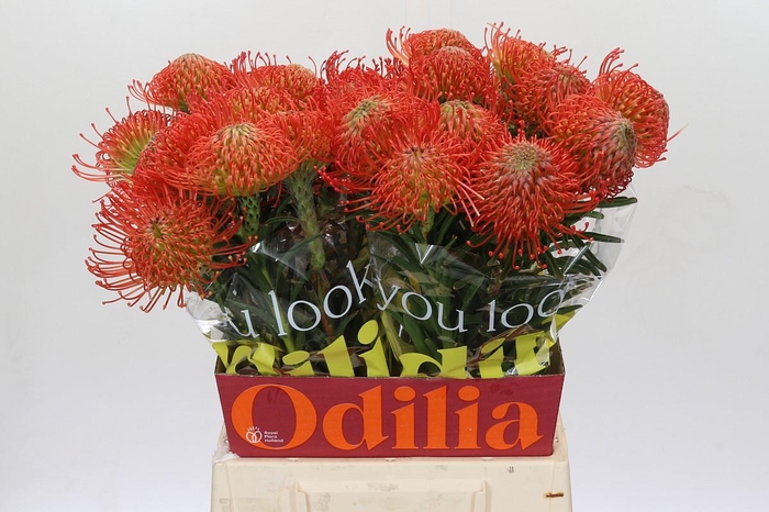 <h4>NUTANS SUCCESSION</h4>