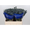 Eryngium Blue Dynamite