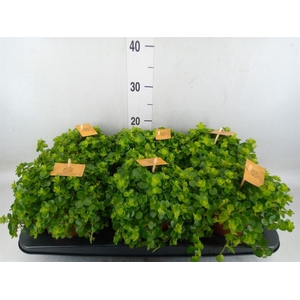 Peperomia rotundifolia