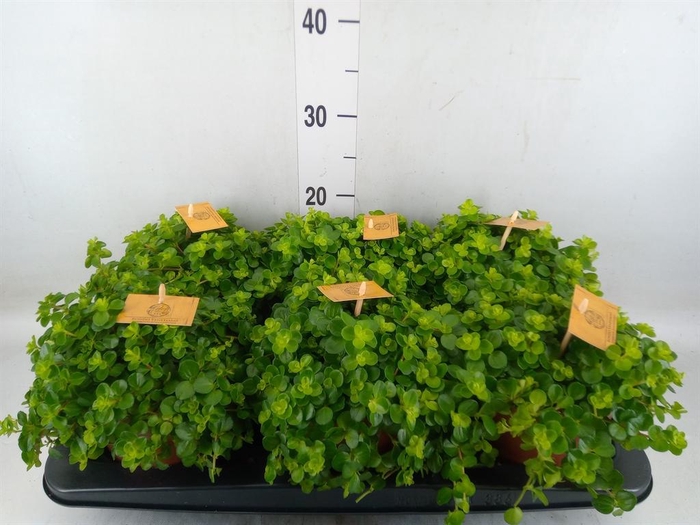 <h4>Peperomia rotundifolia</h4>