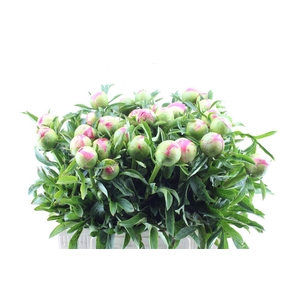 Paeonia L Coral Sunset