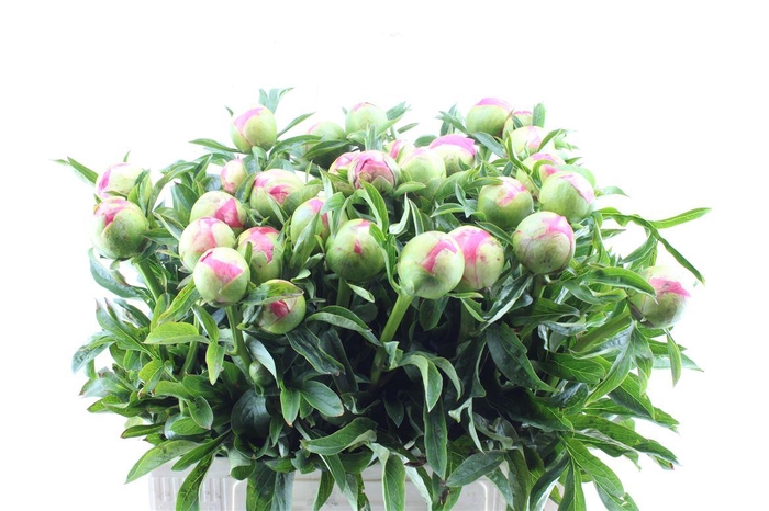 <h4>Paeonia L Coral Sunset</h4>
