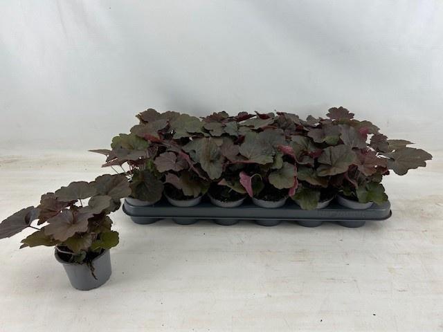<h4>HEUCH MI PALACE PURP</h4>