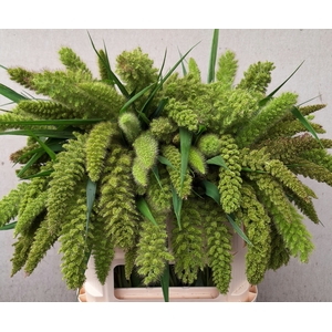 SETARIA IT BIG MAMA