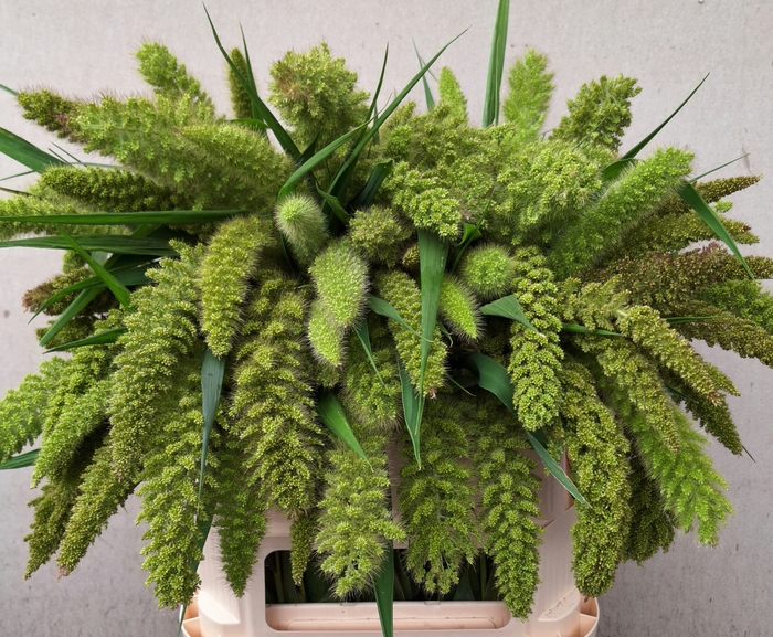 <h4>SETARIA IT BIG MAMA</h4>
