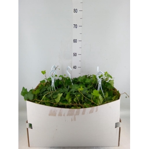 Hedera helix 'Wonder'