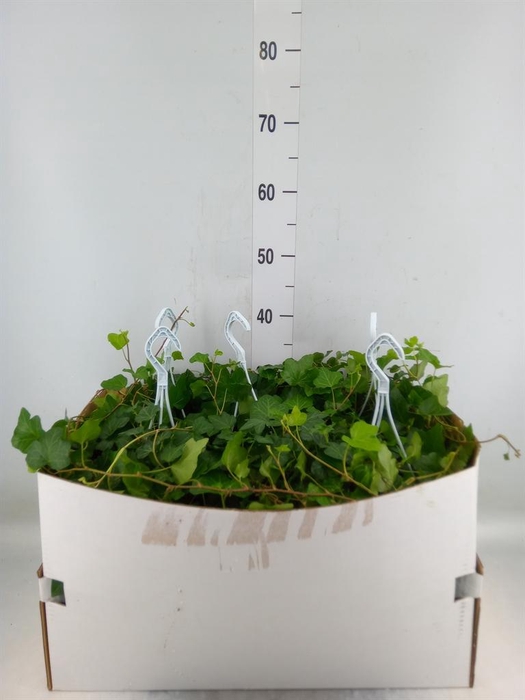 <h4>Hedera helix 'Wonder'</h4>